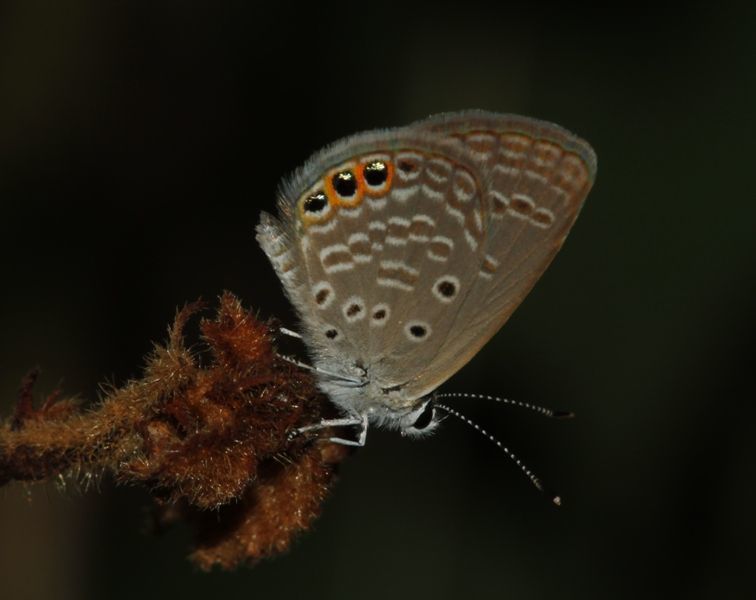 Image of Grass jewel