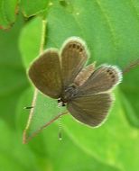 Image of Grass jewel