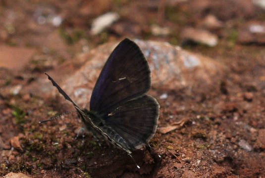 Image of Dark Pierrot