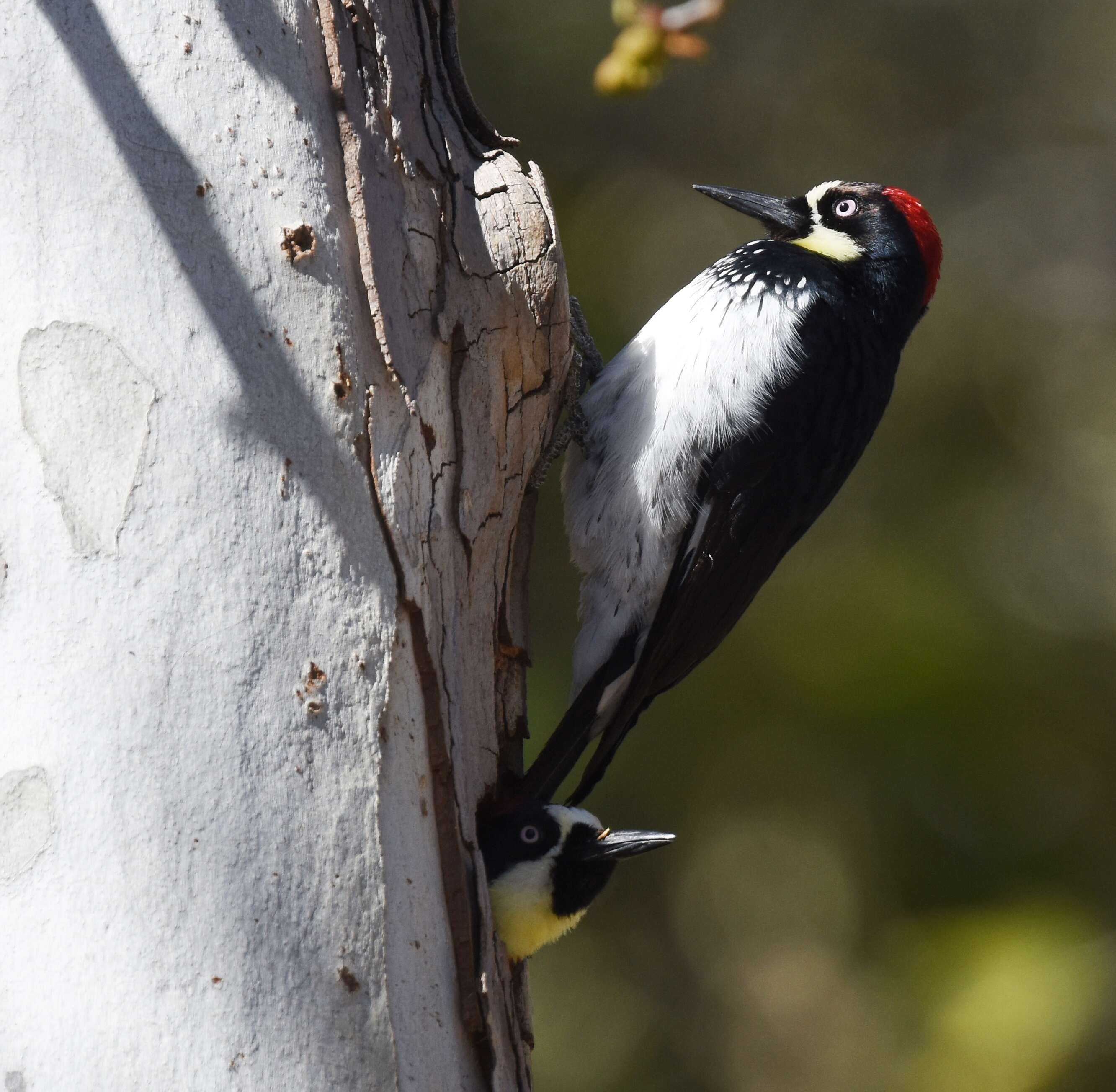 Image of Acorn Woodpecker