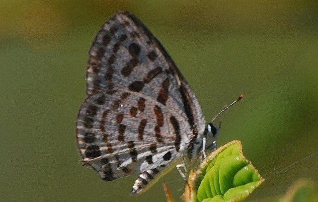 Слика од Tarucus theophrastus (Fabricius 1793)