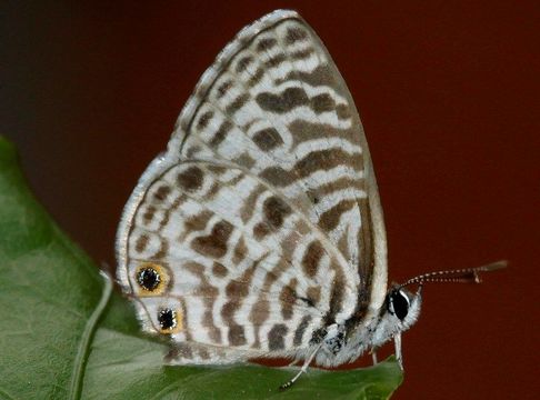 Image of Leptotes