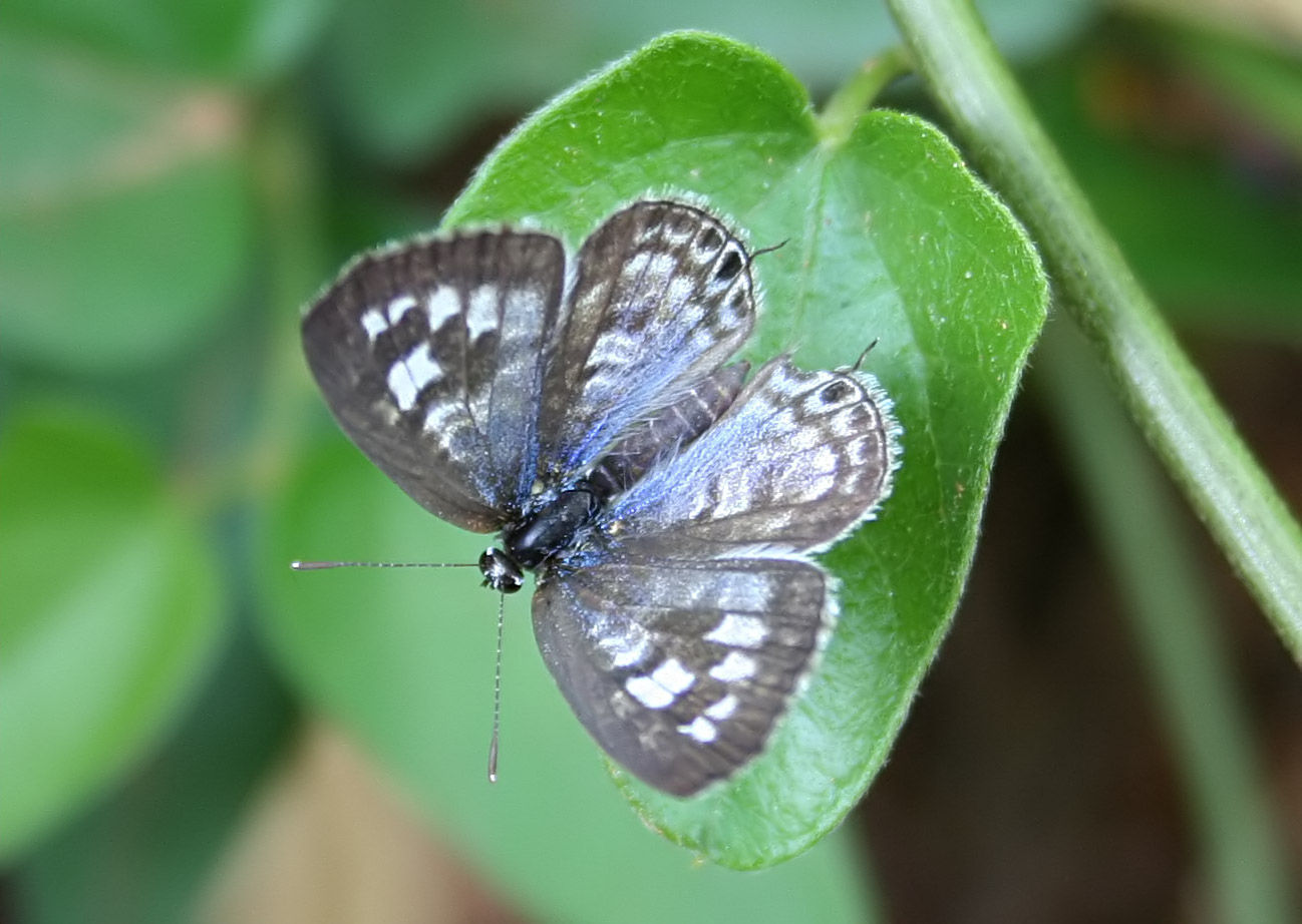 Image of Leptotes