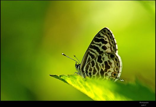 Image of Leptotes