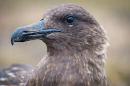 Image of Brown Skua