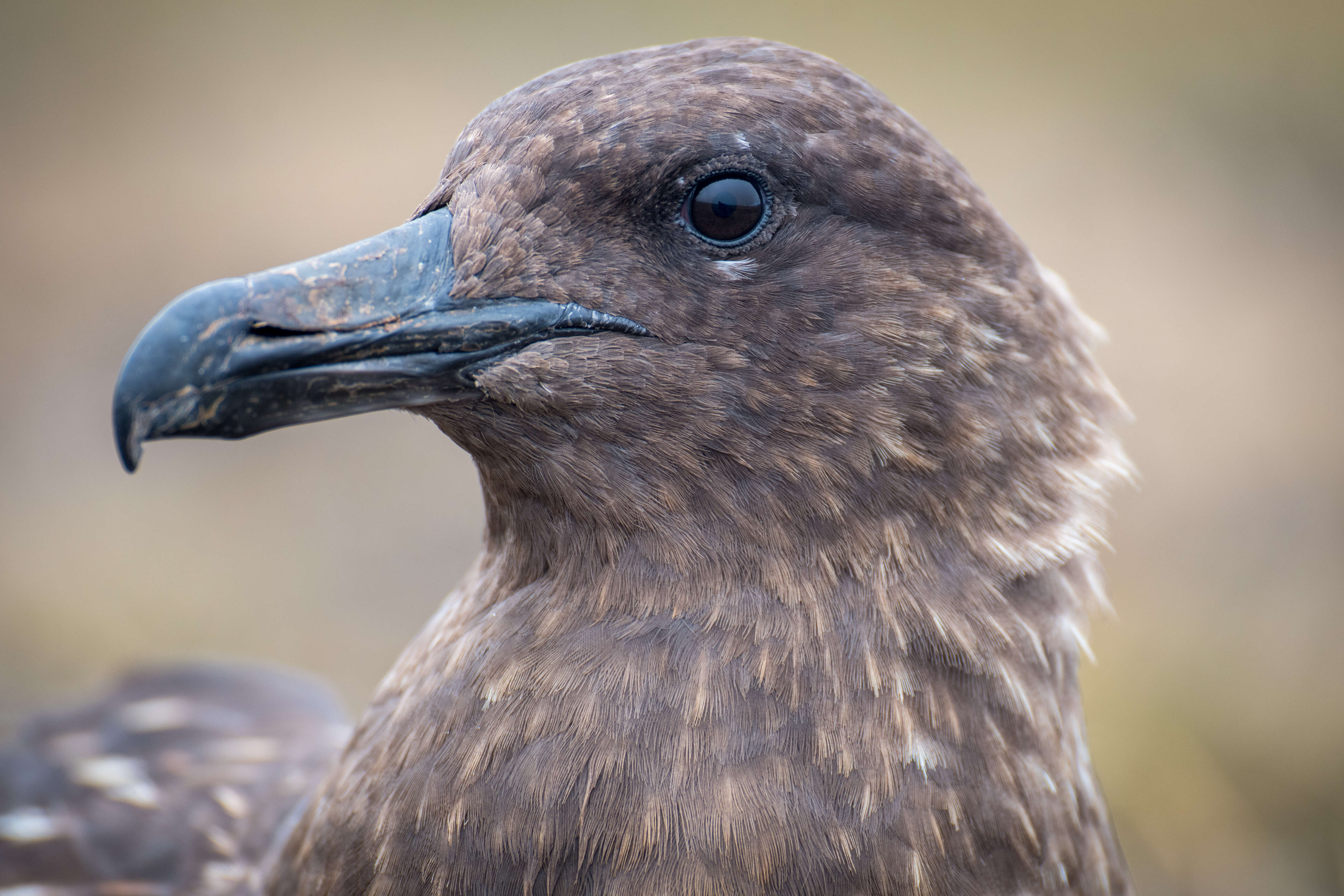 Image of Brown Skua