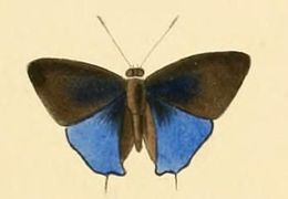 Image of Sinthusa nasaka (Horsfield 1829)