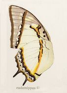 Imagem de Polyura eudamippus Doubleday 1843