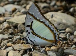 Imagem de Polyura eudamippus Doubleday 1843