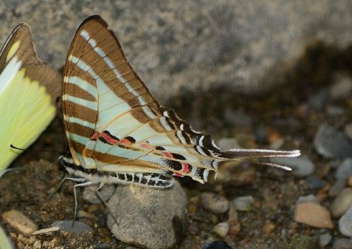 Image de Graphium aristeus (Stoll 1780)