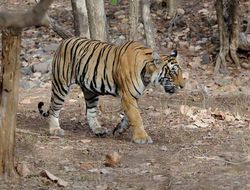 Image of Bengal Tiger