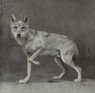 Imagem de Canis lupus pallipes Sykes 1831