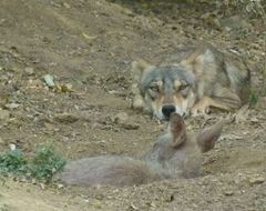 Imagem de Canis lupus pallipes Sykes 1831