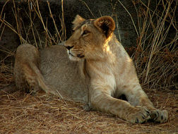 Image of Asiatic Lion