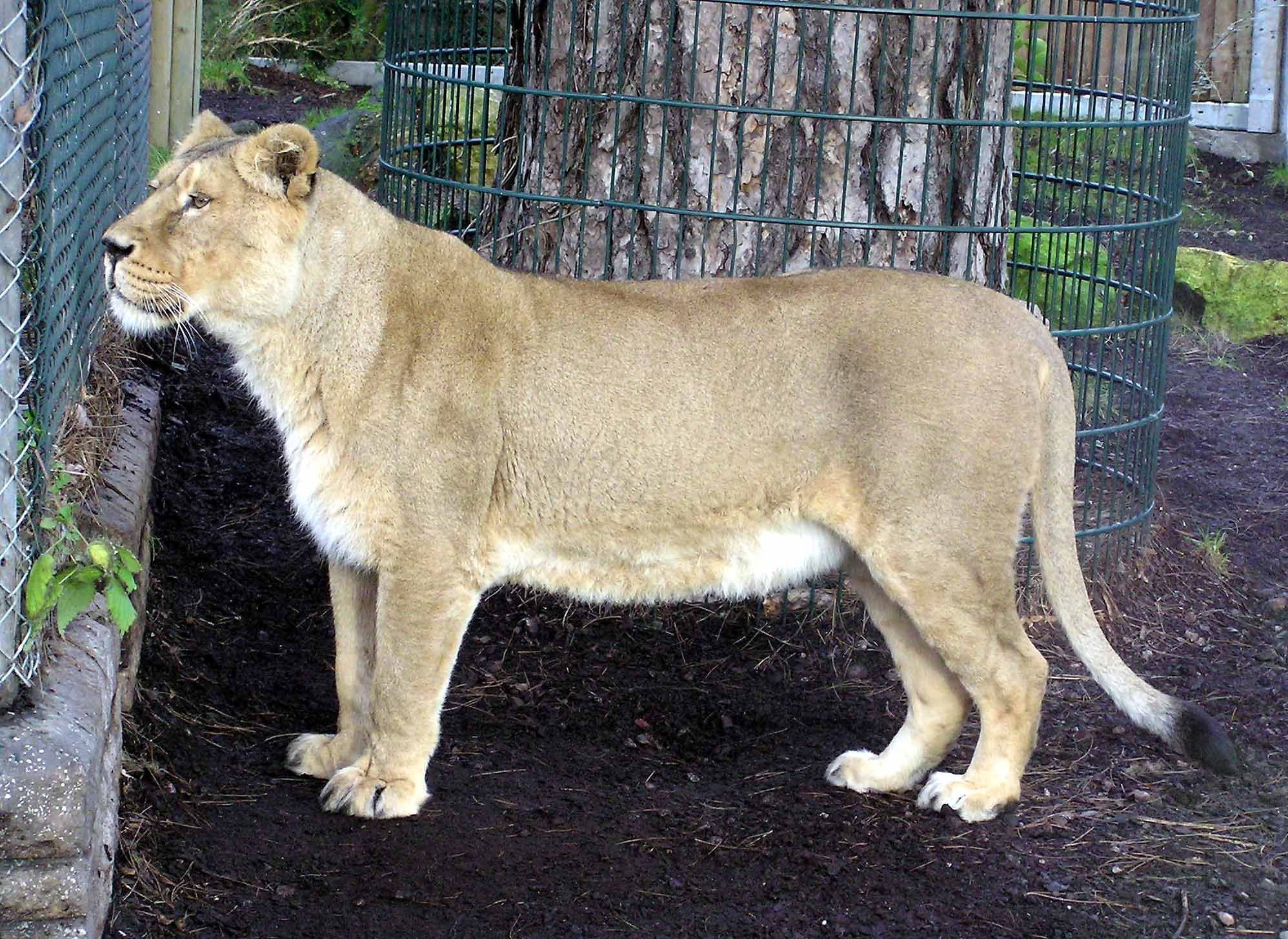 Image of Asiatic Lion