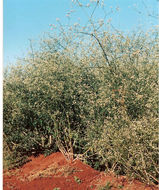 Image de <i>Atelognathus jeinimenensis</i> Meriggio, Veloso, Young & Nuñez 2004
