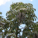 Image of Challhuaco frog