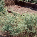 Image of Nibaldo's Wood Frog