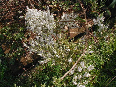 Image of Ischnocnema gehrti (Miranda-Ribeiro 1926)