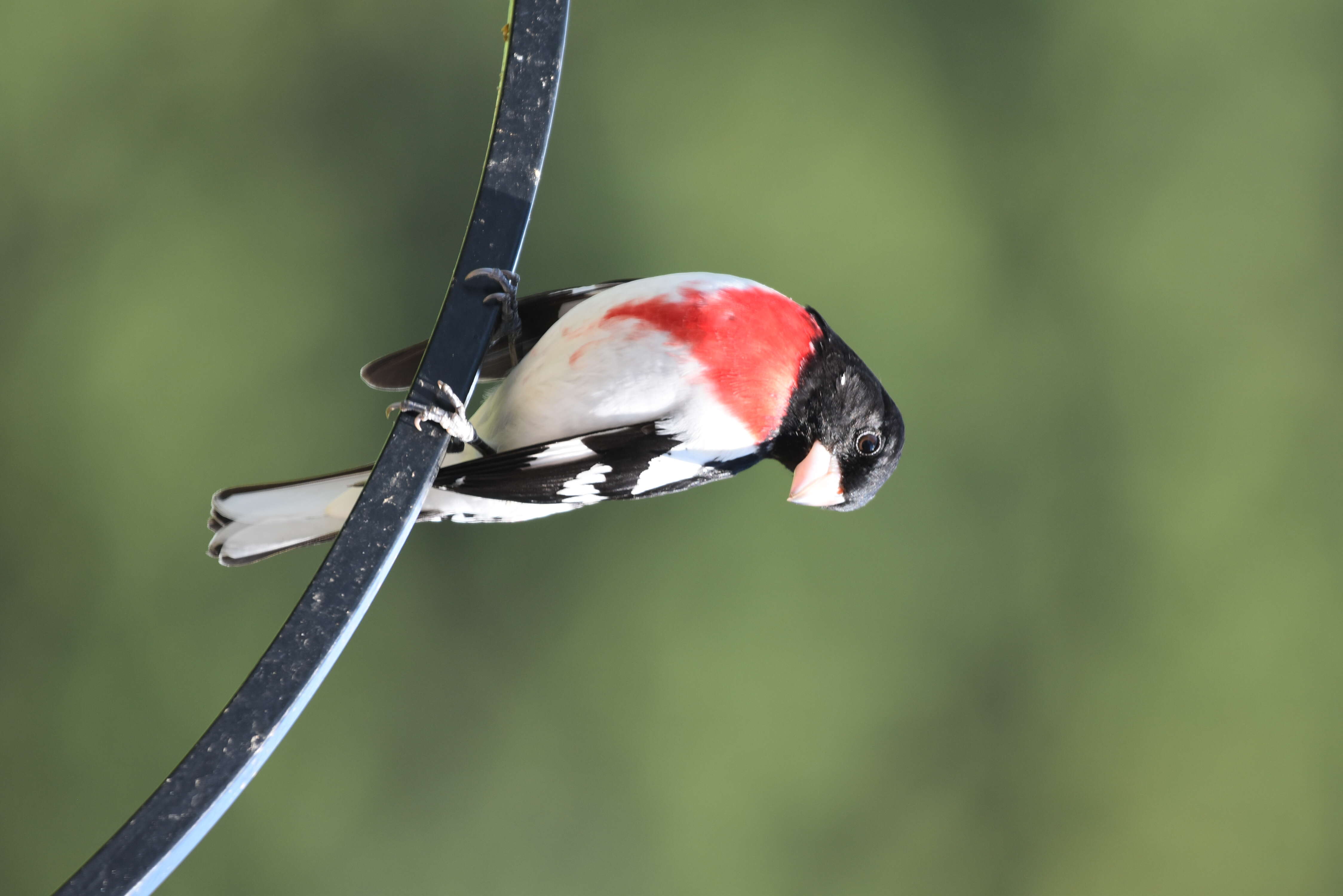 Image of Rose-breasted Grosbeak