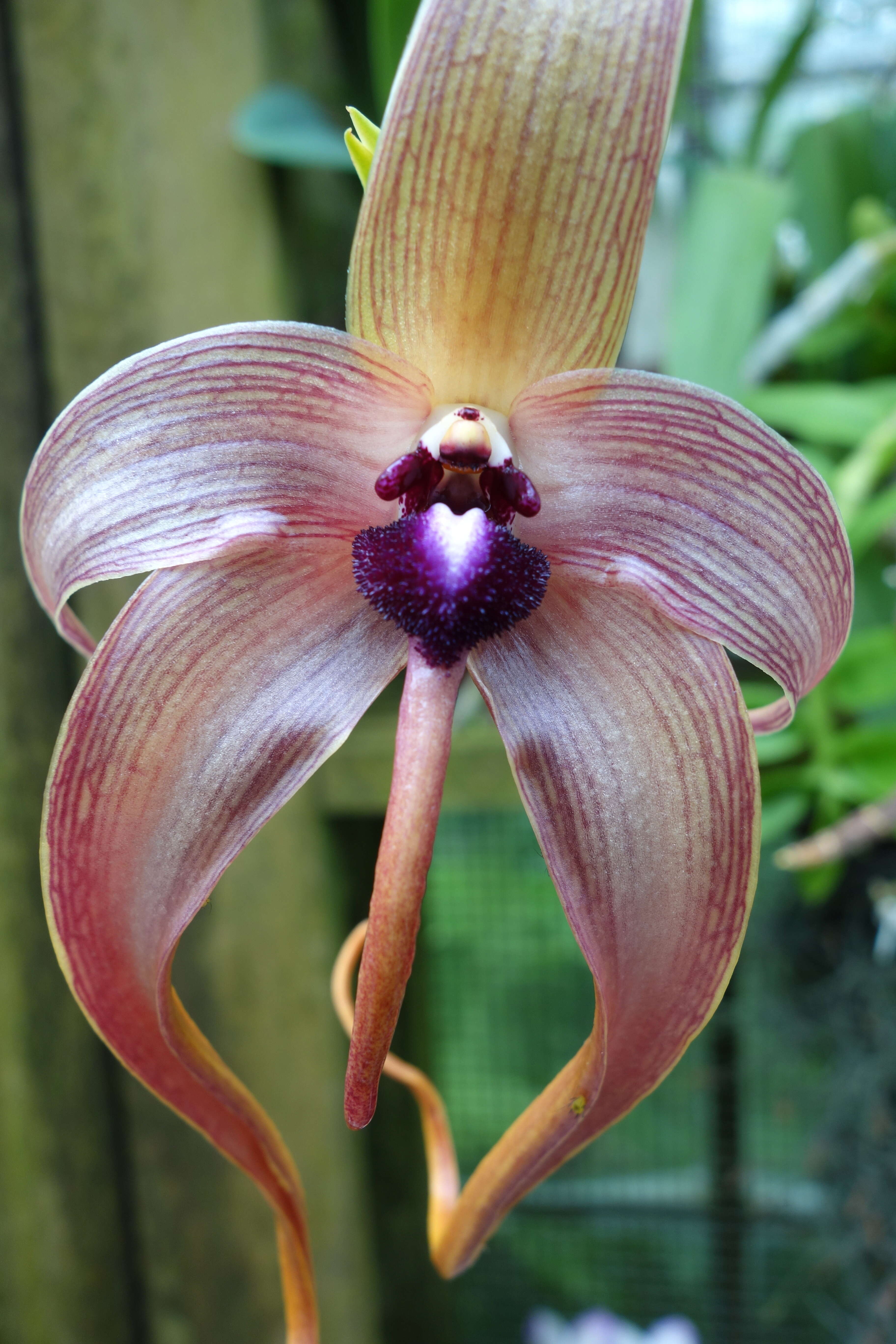 Image of Bulbophyllum echinolabium J. J. Sm.