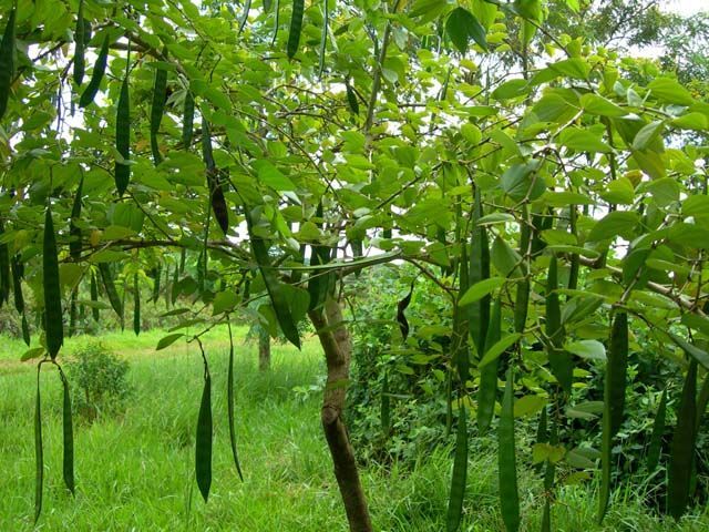 Plancia ëd Bauhinia forficata Link