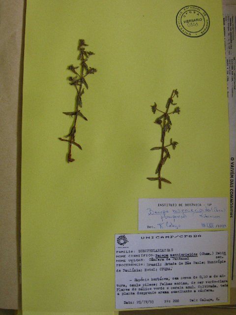 Bacopa monnierioides (Cham.) B. L. Robinson resmi