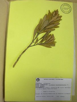 Image of Baccharis tarchonanthoides DC.