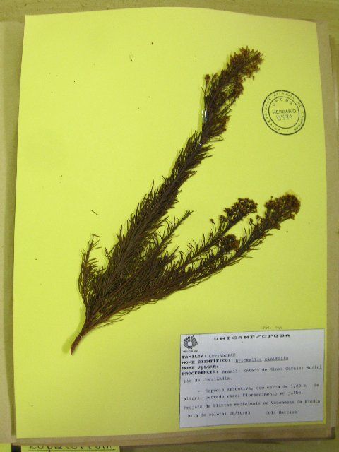 Image of <i>Brickellia pinifolia</i> (Gardner) A. Gray