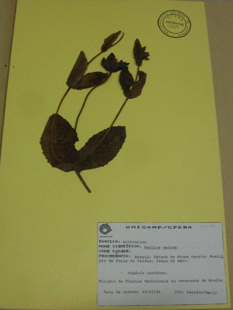 Image of <i>Aspilia montevidensis</i> (Spreng.) Kuntze