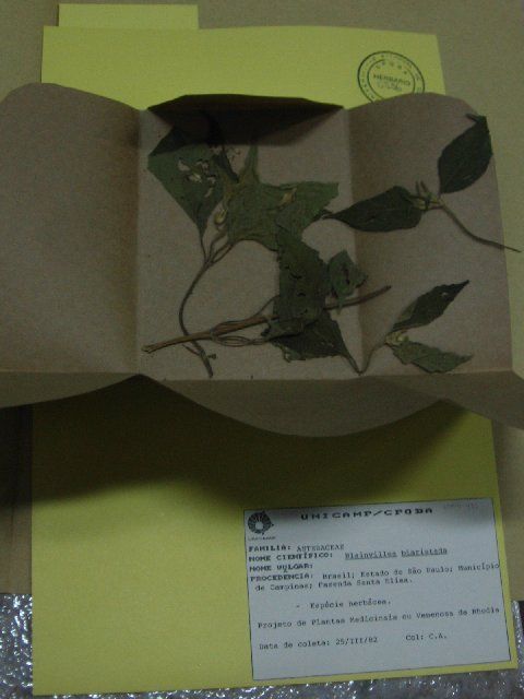 Image of <i>Calyptocarpus biaristatus</i> (DC.) H. Rob.