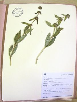 Image de <i>Spermacoce latifolia</i> Aubl.