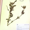 Image of Galianthe eupatorioides (Cham. & Schltdl.) E. L. Cabral