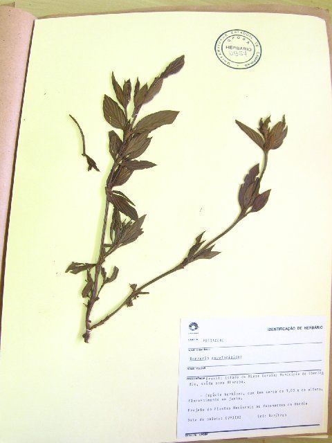 Image of Galianthe eupatorioides (Cham. & Schltdl.) E. L. Cabral