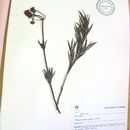 Image of Galianthe fastigiata Griseb.