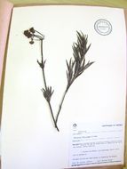 Image of Galianthe fastigiata Griseb.