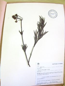 Image de Galianthe fastigiata Griseb.