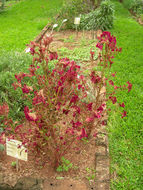 Image of <i>Celosia cristata</i> L. L.