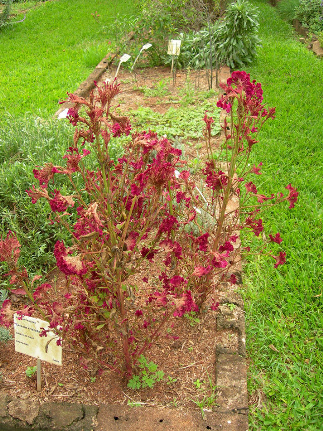 Imagem de <i>Celosia cristata</i> L. L.