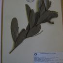 Clitoria guianensis (Aubl.) Benth. resmi