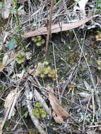 Image of Drosera monticola (Lowrie & N. G. Marchant) Lowrie