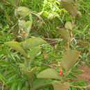 Image of Cissampelos ovalifolia DC.