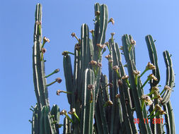 Image de Cereus hexagonus (L.) Mill.