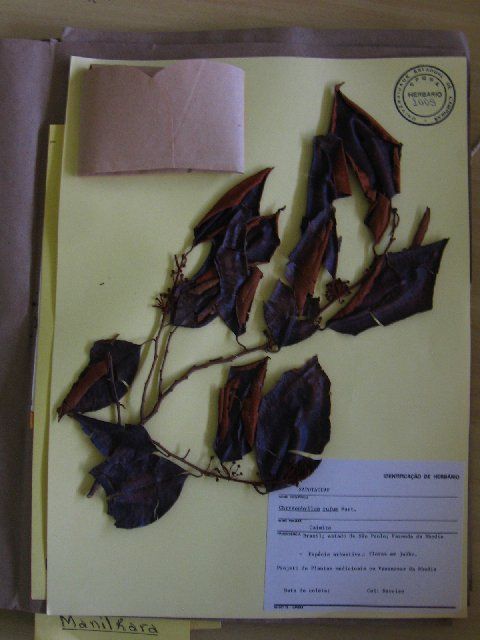 Image of Chrysophyllum rufum Mart.