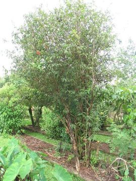 Image of Campomanesia guazumifolia (Cambessedes) O. Berg