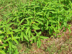 Image de <i>Cordia verbenacea</i> (Jacq.) Roem. & Schult.