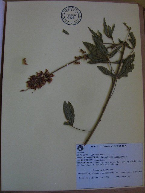 Image of lanceleaf rattlebox