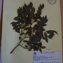 Image of Dalbergia frutescens var. frutescens