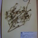Слика од Crotalaria virgulata subsp. grantiana (Harv.) Polhill
