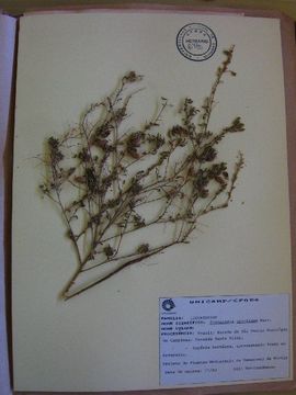 Image de Crotalaria virgulata subsp. grantiana (Harv.) Polhill